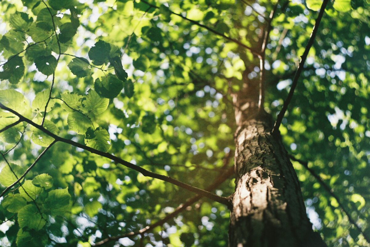 Work to Parish Trees