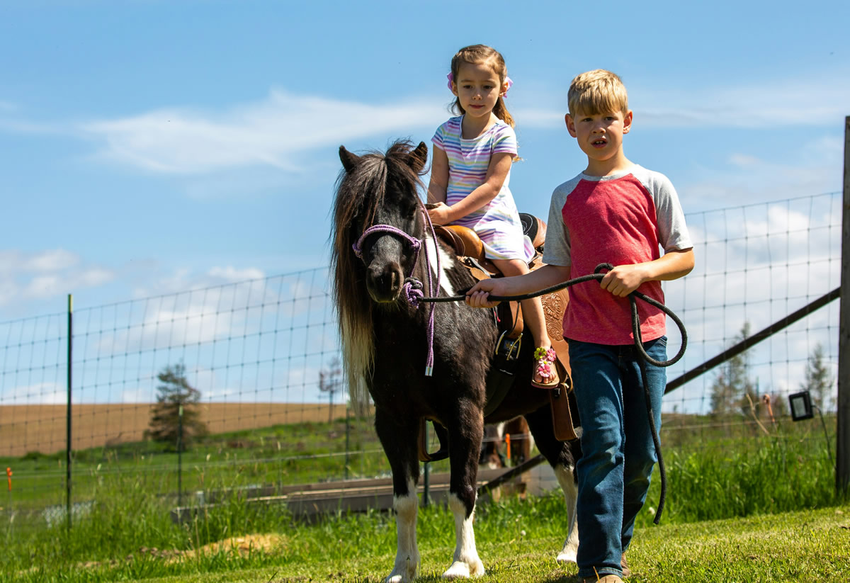 Ponies on Footpaths