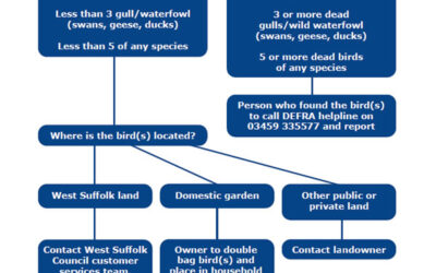 A note from your clerk – Avian Influenza: what to do with sick or dead birds