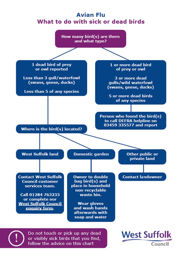 Avian Flu - what to do with sick or dead birds