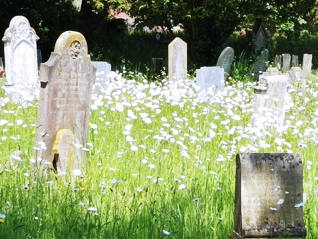 Cemetery with wild flowers