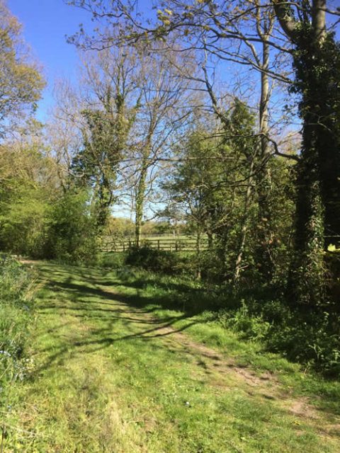 Walk to the CHERRY TREE and onwards - Wickhambrook Village