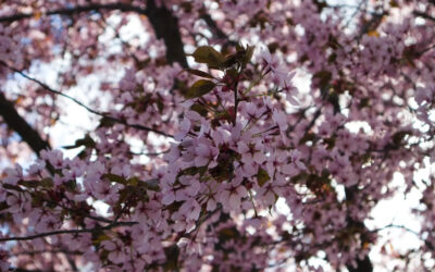 Planting of Cherry Trees in Wickhambrook Cemetery for Queens Green Canopy