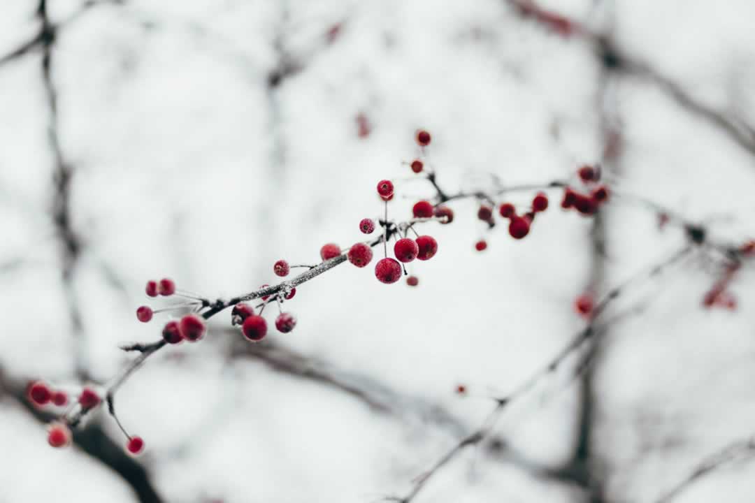 Christmas berry scene