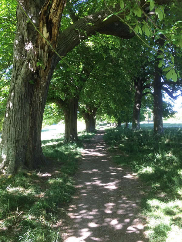 Dalham - avenue of mature beech and chestnuts