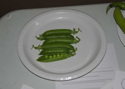 Flower Show - Vegetable section