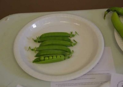 Flower Show - Vegetable section