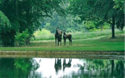 Ousden House Open Garden