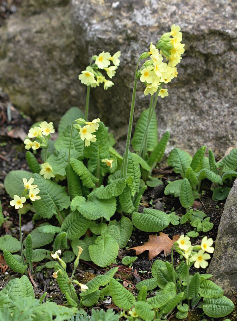 Oxlip Chevington Walk