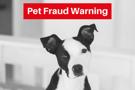 Pet Fraud Warning