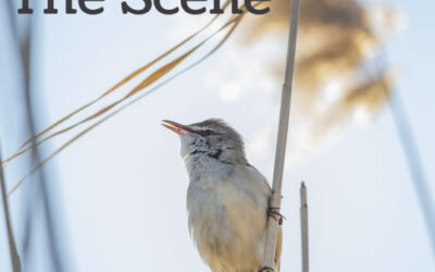 Scene – Spring Edition 2025