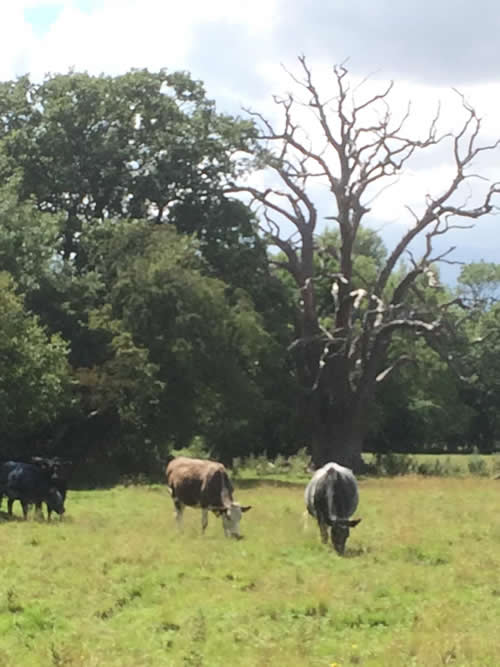 Whepstead - a grazing field