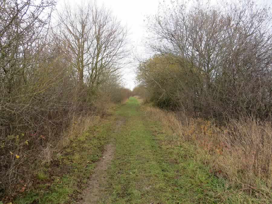 Wickhambrook Walk 2 - green lane