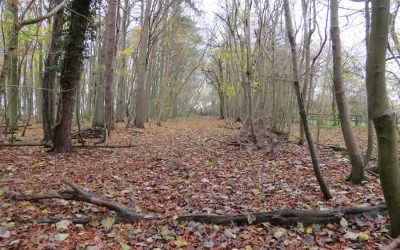 Wickhambrook walk including Baxters Green