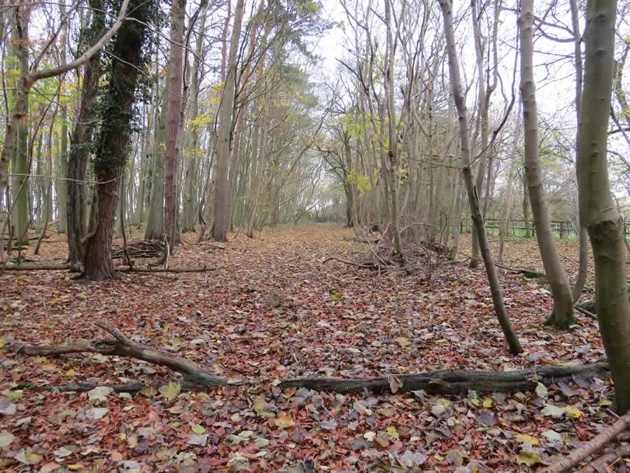 Wickhambrook Walk 2 - spring wood