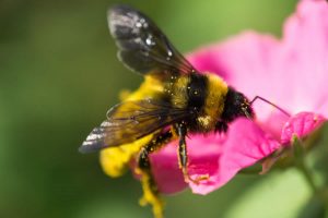 Bees for Bees Sake @ Wickhambrook W.I. Hall