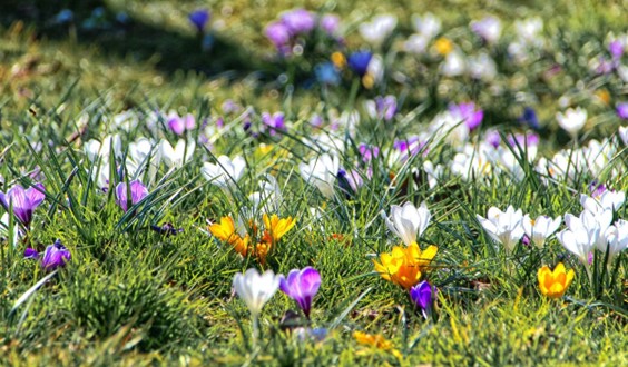 bulb planting at the Cemetery