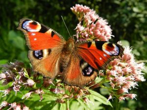 Butterfly Gardening @ Wickhambrook W.I. Hall