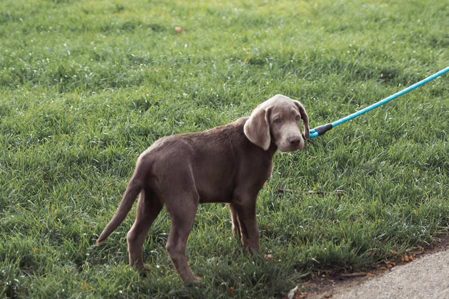 Dog Walkers