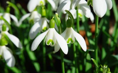 Snowdrops and Winter Interest Plants