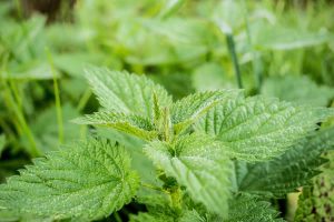 The Wonderful World of Stinging Nettles @ Wickhambrook W.I. Hall